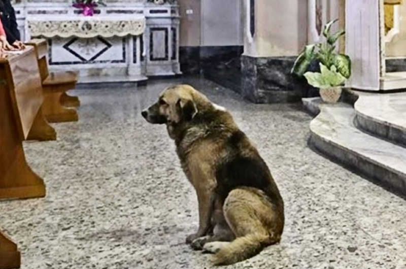 Dog Attends Church Until Pastor Notices Tag